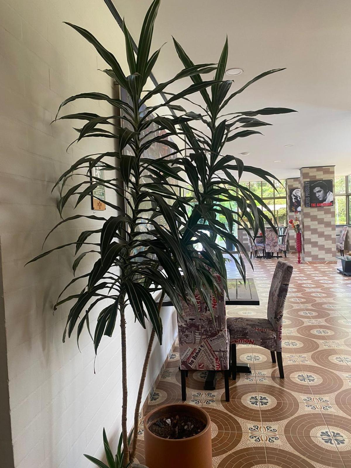 Hollywood Paradise Hotel Ριονέγρο Εξωτερικό φωτογραφία